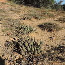 Imagem de Euphorbia esculenta Marloth