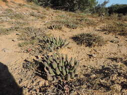 Euphorbia esculenta Marloth resmi