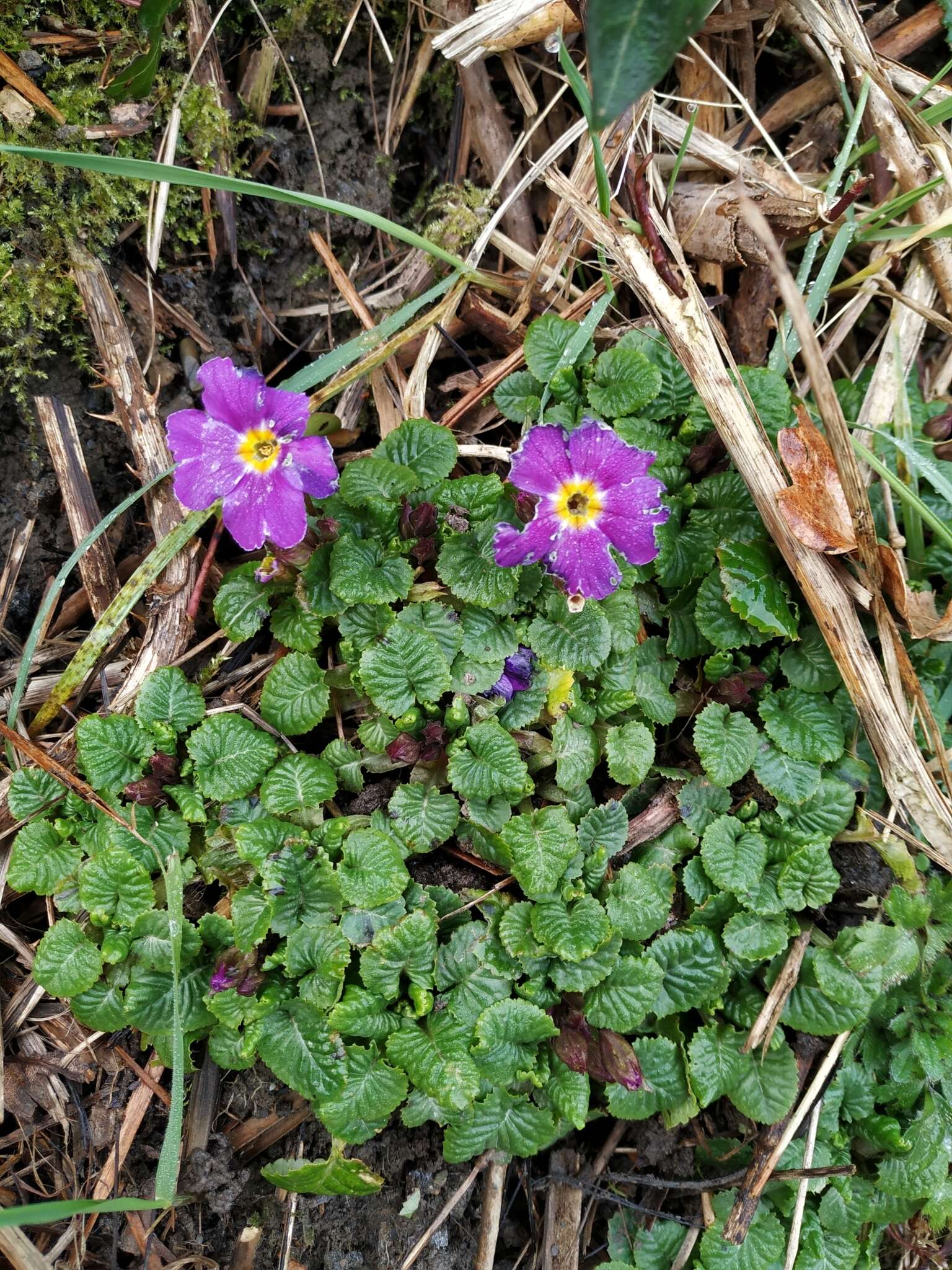 Image of <i>Primula pruhonicensis</i>