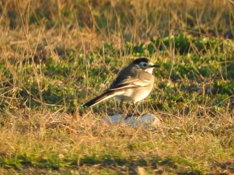 Image of Indian Pied Wagtail