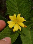 Imagem de Turnera lamiifolia Cambess.