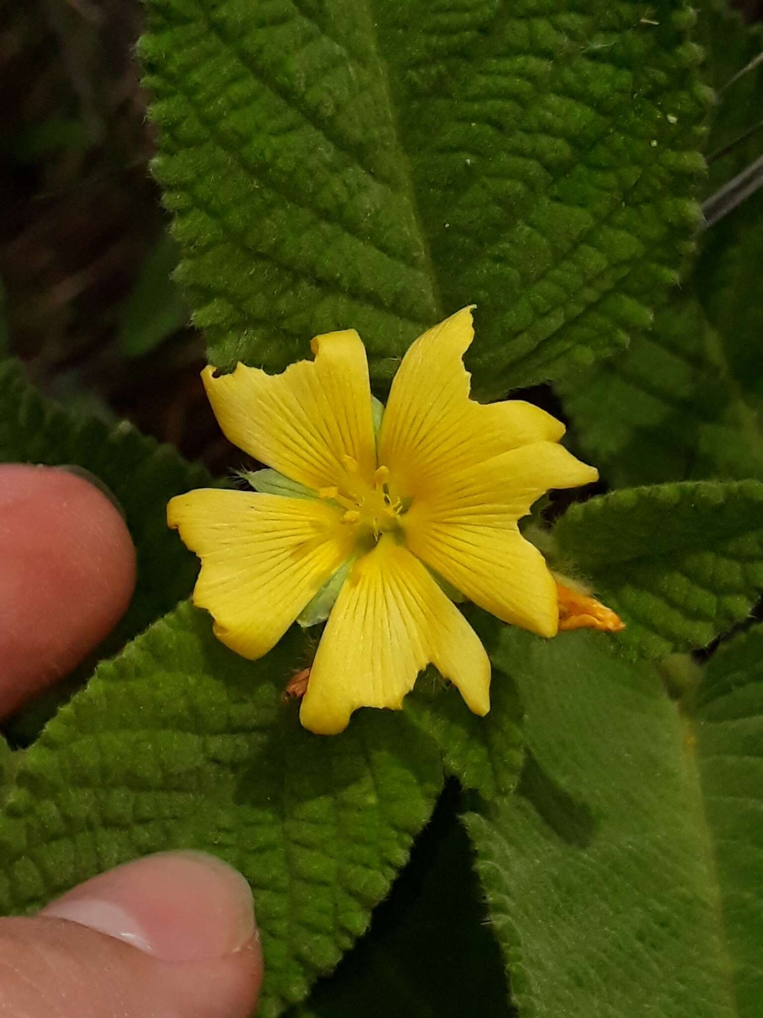 Turnera lamiifolia Cambess.的圖片