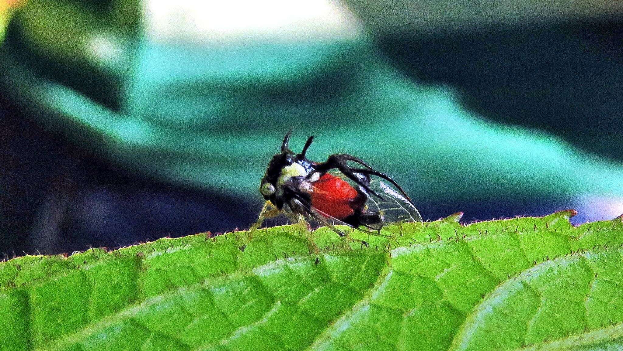 Imagem de Cyphonia trifida Fabricius