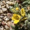 Image of Playa Yellow Scorpion-Weed