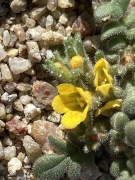 Phacelia inundata Howell resmi