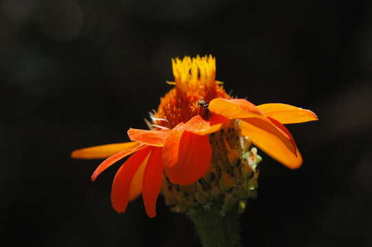 Imagem de Adenophyllum squamosum (A. Gray) J. L. Strother