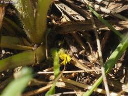 Image de Catananche lutea L.