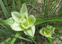 Image of African crocus