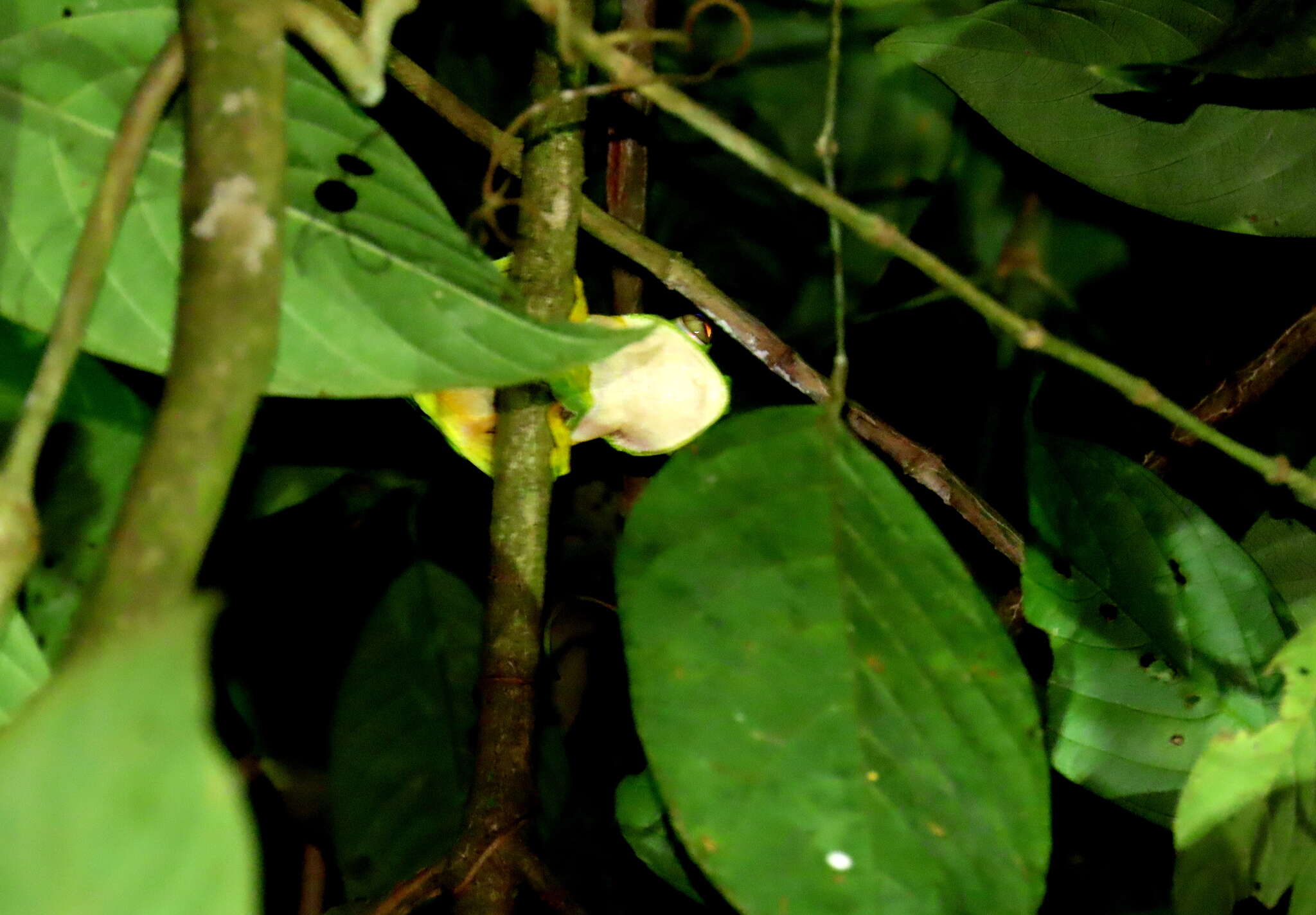 Image of Abah River Flying Frog