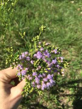 Chromolaena hirsuta (Hook. & Arn.) R. King & H. Rob. resmi