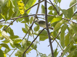 Image of Venezuelan Tyrannulet