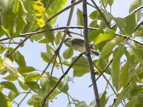 Image of Venezuelan Tyrannulet