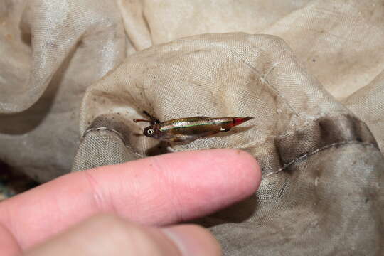 Image of White Cloud Mountain Minnow