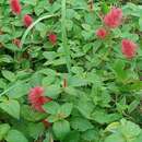 Image de Acalypha herzogiana Pax & K. Hoffm.