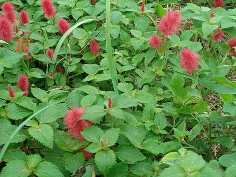 Image de Acalypha herzogiana Pax & K. Hoffm.