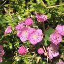 Image of <i>Kalmia <i>microphylla</i></i> var. microphylla