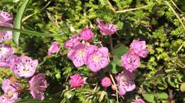 Image of <i>Kalmia <i>microphylla</i></i> var. microphylla