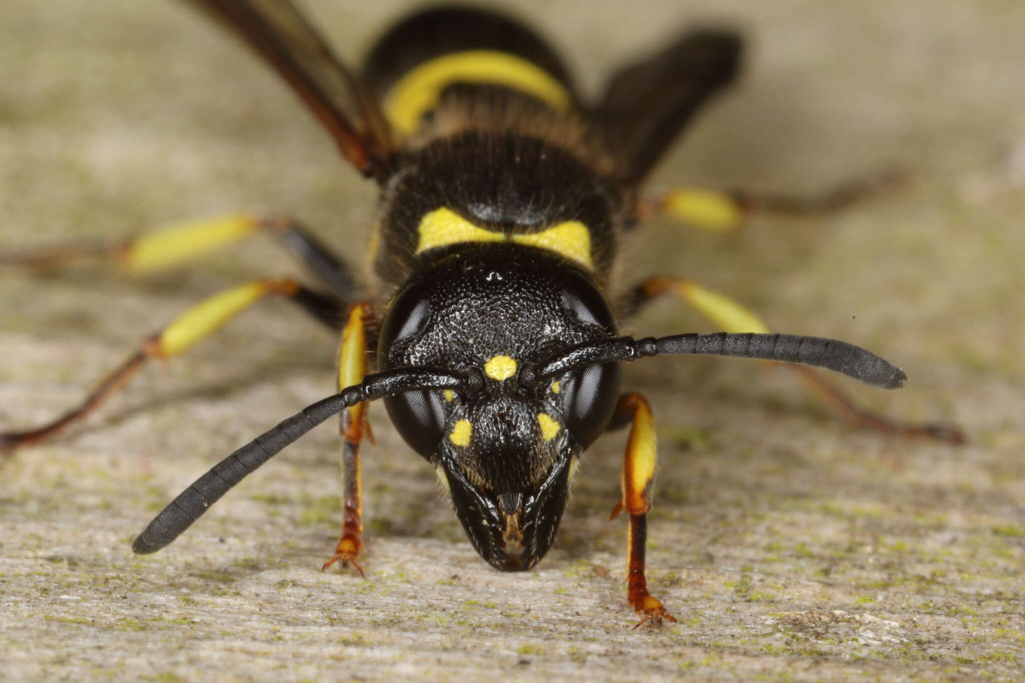 Image of Ancistrocerus trifasciatus (Müller 1776)