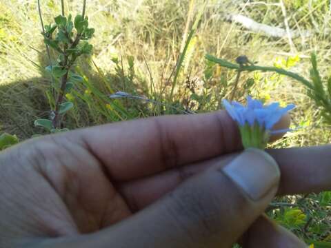 Image of blue daisy