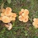 Image of Pholiota kodiakensis A. H. Sm. & Hesler 1968