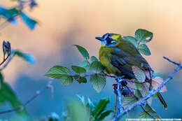 Image of Yellow-eared Bulbul