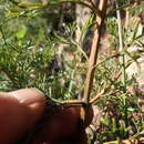 Image of Cyanothamnus quadrangulus