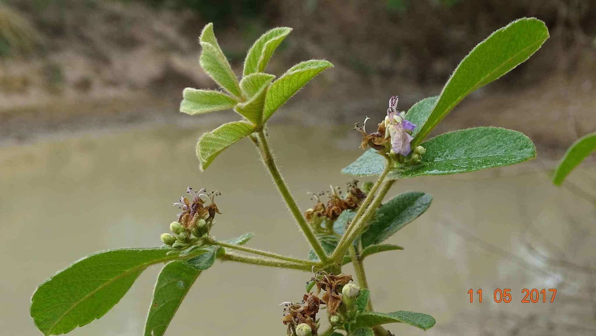 صورة Vitex chrysocarpa Planch.