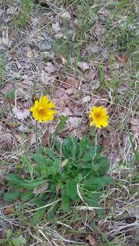 Image of alpine hawkweed