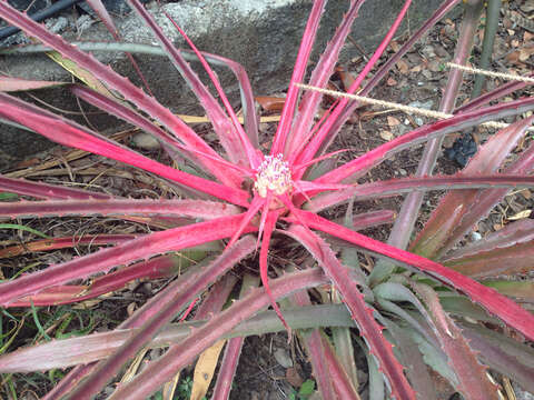 Sivun Bromelia karatas L. kuva