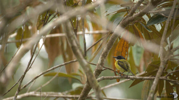 Image of Black-headed Tody-Flycatcher