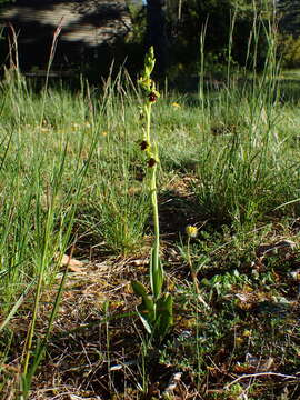 Image of Ophrys insectifera subsp. aymoninii Breistr.