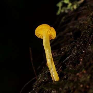 Hygrocybe chromolimonea (G. Stev.) T. W. May & A. E. Wood 1995的圖片