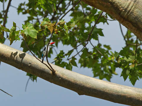 Image of Mangrove Kingfisher