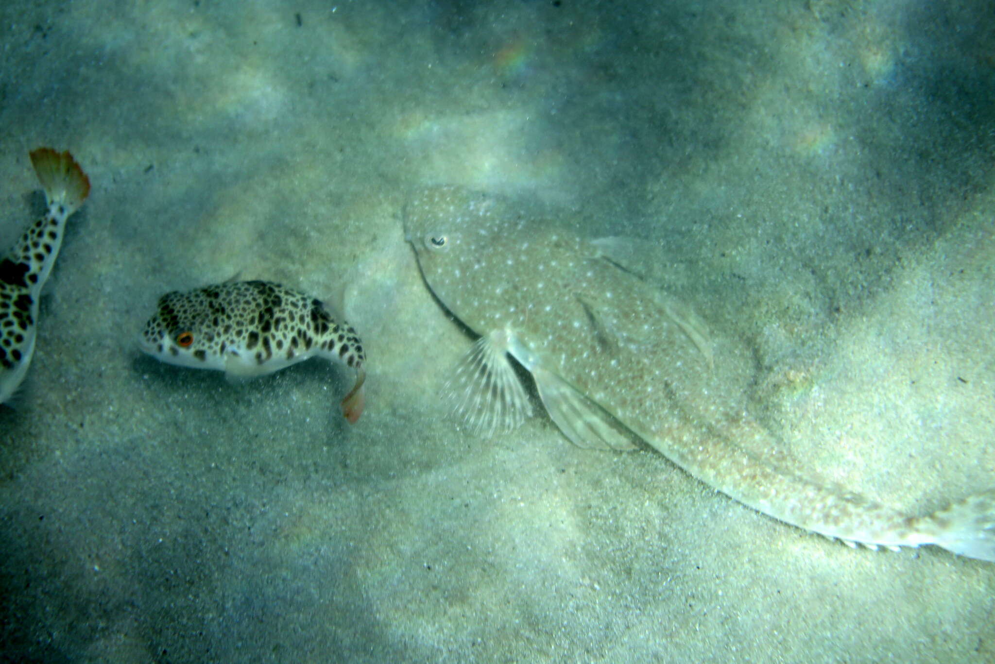 Image of Smooth Toadfish