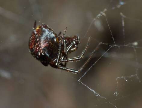 Image of Parasteatoda decorata (L. Koch 1867)