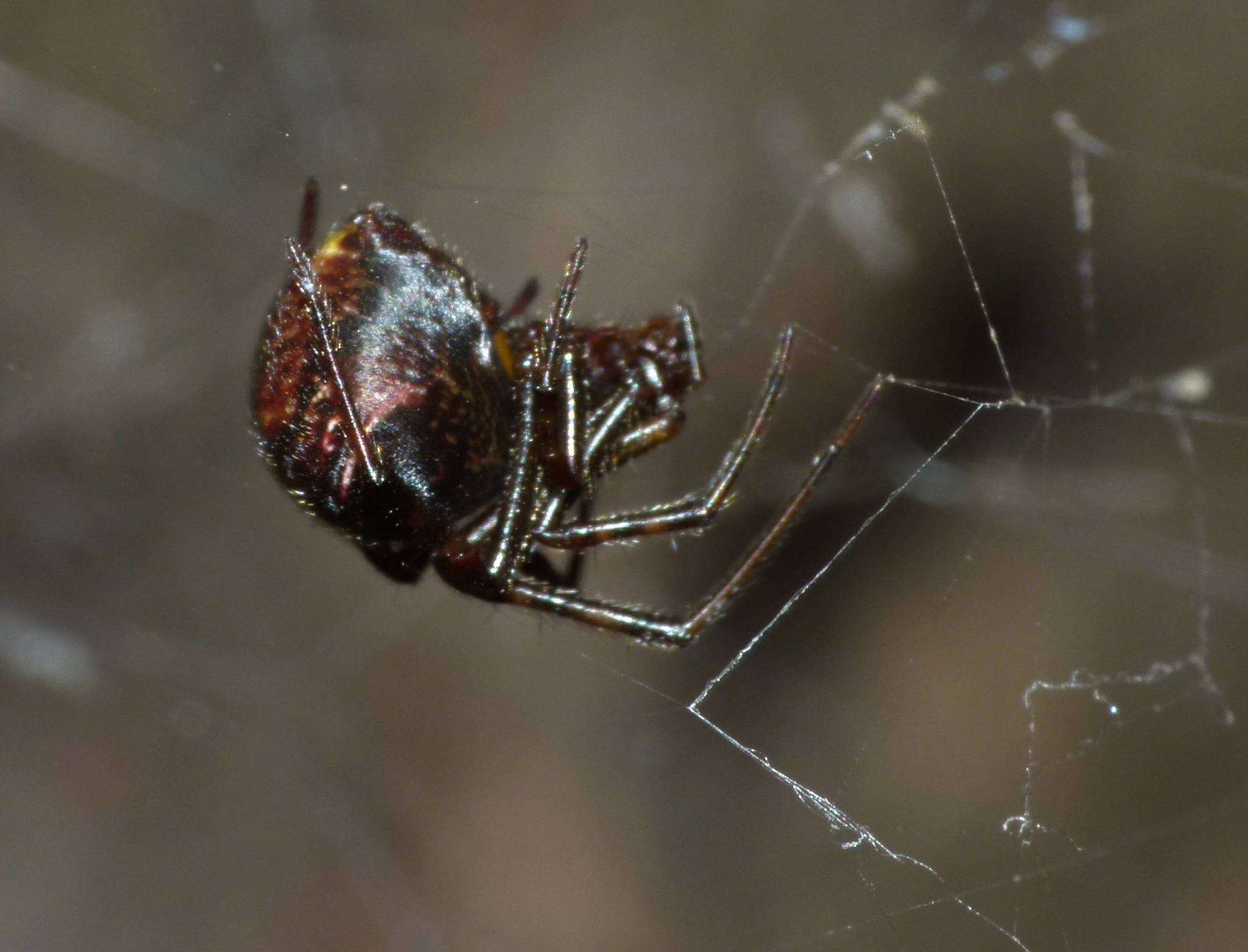 Image of Parasteatoda decorata (L. Koch 1867)