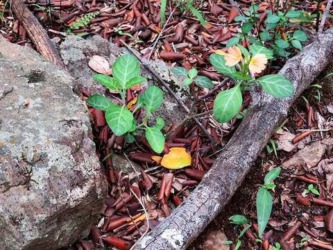 Слика од Crossandra fruticulosa Lindau