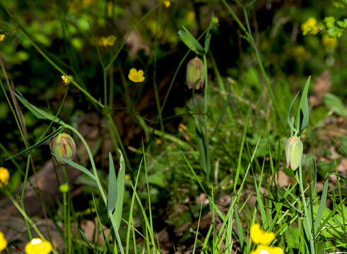 Image of Fritillaria pontica Wahlenb.