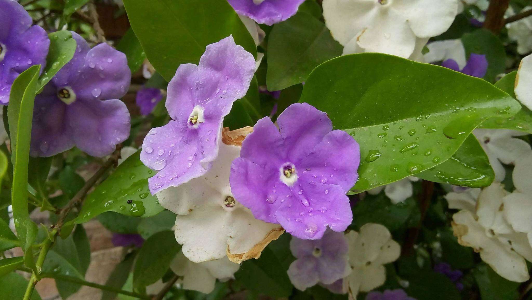 Brunfelsia australis Benth. resmi