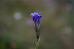 Gentianopsis ciliata subsp. blepharophora (Bordz.) W. Greuter的圖片