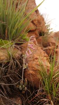 Image of Adromischus umbraticola C. A. Smith