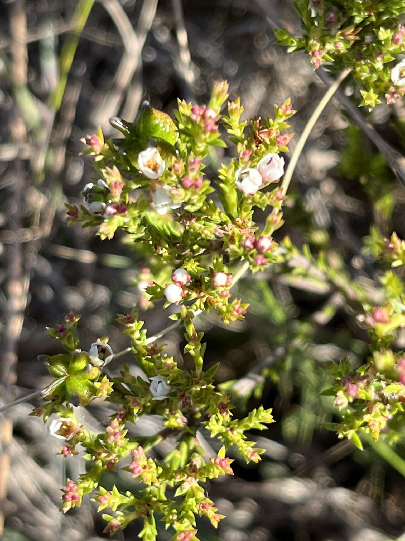 Image of Diosma passerinoides Steud.