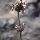 Image of Stachys distans Benth.