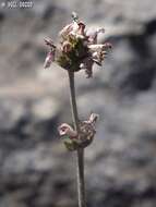 Image of Stachys distans Benth.