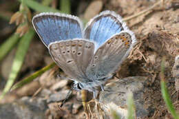 صورة Polyommatus eros (Ochsenheimer 1807)