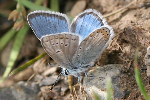 صورة Polyommatus eros (Ochsenheimer 1807)