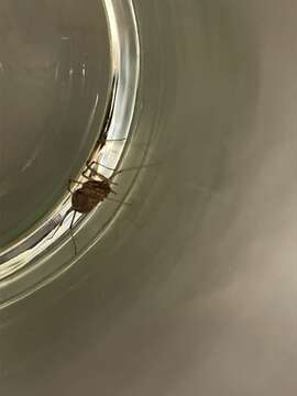 Image of Spitting spider