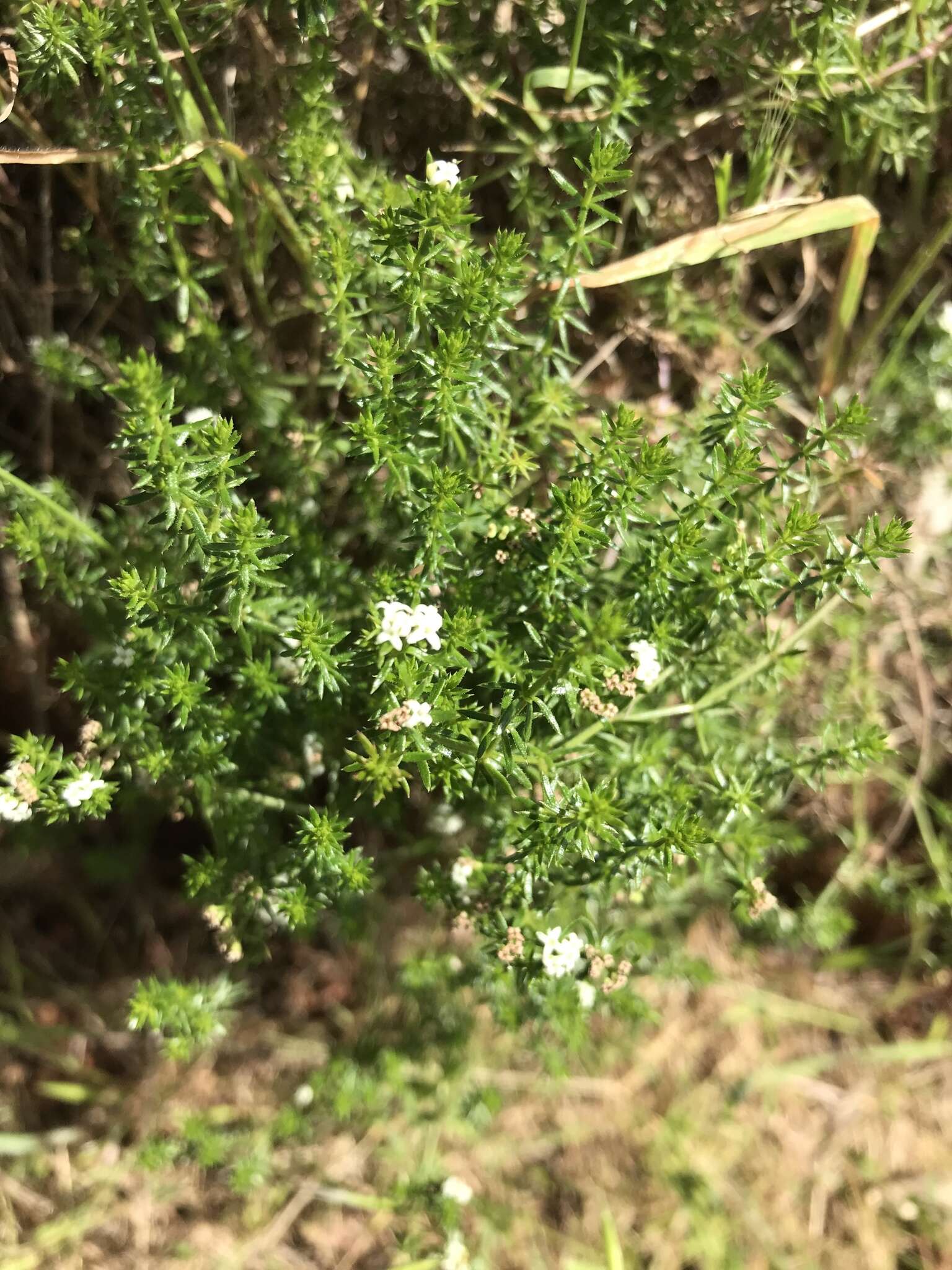 Image of Asperula conferta Hook. fil.