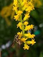 Image of Stelis laticincta Cresson 1878