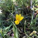 Image of Yellow Lobelia